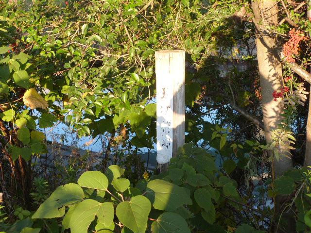 PX546