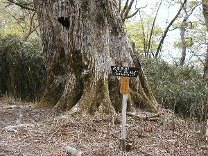 南奥ミズナラ