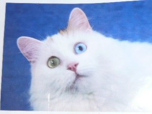 トルコ猫