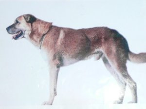 トルコ犬